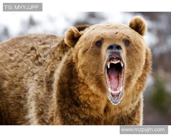 棕熊与二十只狼的生死对决谁能在森林中称王称霸